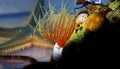 Mediterranean fanworm, the feather duster worm