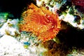 Mediterranean fanworm, the feather duster worm