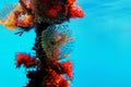 Mediterranean fanworm, the feather duster worm