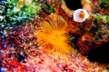 Mediterranean fanworm, the feather duster worm