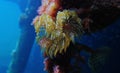Mediterranean fanworm, the feather duster worm