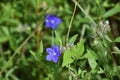 purple wildflower in the swamp