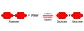 Hydrolytic reaction for maltose to glucose