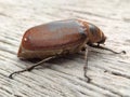Big brown water beetle (Hydrophilidae) crawling on wall cement background
