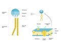 Phospholipid structure,cell membrane structure infographic.