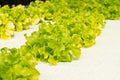 Hydrophonic farm Royalty Free Stock Photo