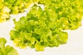 Hydrophonic farm Royalty Free Stock Photo