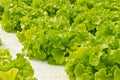 Hydrophonic farm Royalty Free Stock Photo