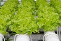 Hydrophonic Plantation Royalty Free Stock Photo