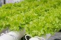 Hydrophonic Plantation Royalty Free Stock Photo