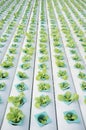 Hydrophonic Plantation Royalty Free Stock Photo