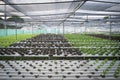Hydrophonic Plantation Royalty Free Stock Photo