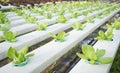 Hydrophonic Plantation Royalty Free Stock Photo