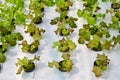 Hydrophonic plantation, lettuce Royalty Free Stock Photo