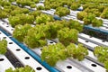 Hydrophonic plantation, lettuce Royalty Free Stock Photo