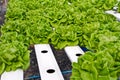 Hydrophonic plantation, lettuce Royalty Free Stock Photo