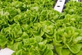 Hydrophonic plantation, lettuce Royalty Free Stock Photo