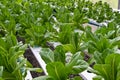 Hydrophonic plantation, lettuce Royalty Free Stock Photo