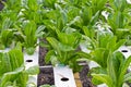 Hydrophonic plantation, lettuce Royalty Free Stock Photo