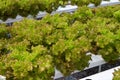 Hydrophonic plantation, lettuce Royalty Free Stock Photo