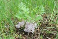 Hydrophyllum capitatum var. alpinum Alpine Waterleaf Royalty Free Stock Photo