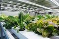 Hydroponic agricultural system, organic hydroponic vegetable garden at greenhouse.