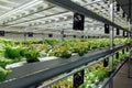 Hydroponic agricultural system, organic hydroponic vegetable garden at greenhouse.