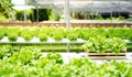 Hydroponic agriculture farm and vegetable fresh green. Royalty Free Stock Photo