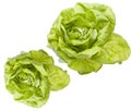 Hydroponic Bibb Lettuce Royalty Free Stock Photo