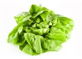 Hydroponic bibb lettuce Royalty Free Stock Photo