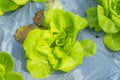 Hydroponic butterhead growing in farm