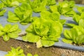 Hydroponic butterhead growing in farm