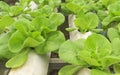 Hydroponic butterhead lettuce.