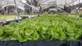 Hydroponic butterhead lettuce