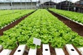 Hydroponic butterhead lettuce