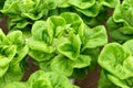 Hydroponic butterhead lettuce Royalty Free Stock Photo