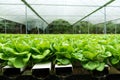 Hydroponic butterhead lettuce