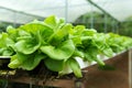 Hydroponic butterhead lettuce