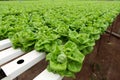 Hydroponic butterhead lettuce