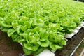 Hydroponic butterhead lettuce