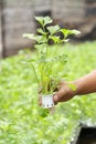 Hydroponic celery Royalty Free Stock Photo