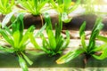 Hydroponic Coriander growing in the bamboo on water