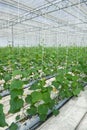 Hydroponic cultivation of cucumbers