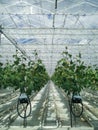 Hydroponic cultivation of cucumbers sprout in the greenhouse
