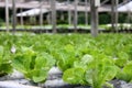 Hydroponic cultivation of lettuce