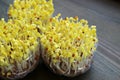 Daikon Sprouts or Kaiware Daikon after Uncovered and Exposed to the Light Royalty Free Stock Photo