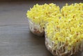 Hydroponic Daikon Sprouts after Uncovered and Exposed to the Light Royalty Free Stock Photo