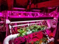 Hydroponic DYI garden made from PVC pipe