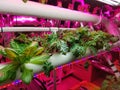 Hydroponic DYI garden made from PVC pipe