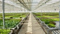 Hydroponic enviroment in greenhouse with irrigation system and control pannels growing different types of organic